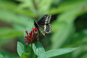okc zoo 6 19 2007 056