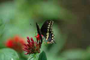 okc zoo 6 19 2007 057-2 Butterfly